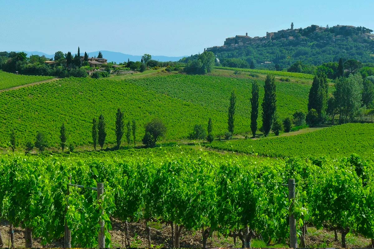 Découvrez les vignes de Montepulciano