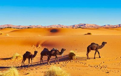 La ville de Zagora, visites et excursions : Au cœur des trésors du désert marocain