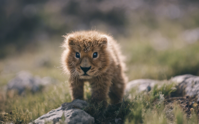 Quels sont les incroyables trésors naturels cachés dans les parcs nationaux de Mongolie ?